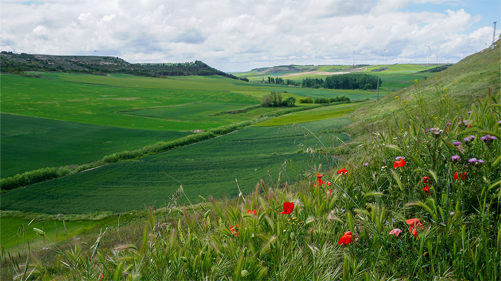 Camino de Madrid - Meseta 03